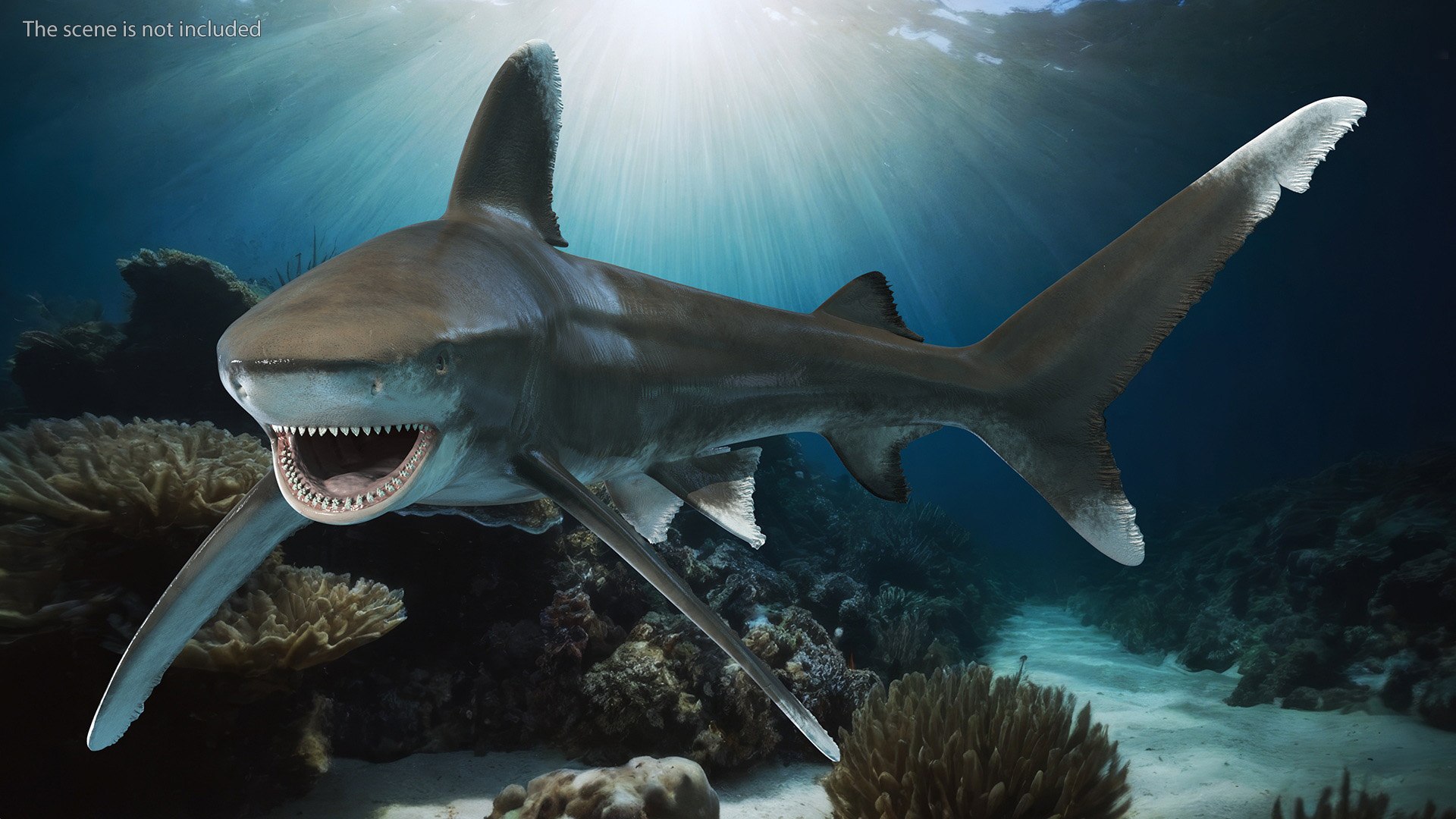 Oceanic Whitetip Shark or Carcharhinus Longimanus 3D model https://p.turbosquid.com/ts-thumb/Bk/drmVwT/Wy/oceanicwhitetipsharkorcarcharhinuslongimanus3dsmodel002/jpg/1723097914/1920x1080/fit_q87/1453e2393af6009cd8ed4ba8b1fa358b27da8ab1/oceanicwhitetipsharkorcarcharhinuslongimanus3dsmodel002.jpg