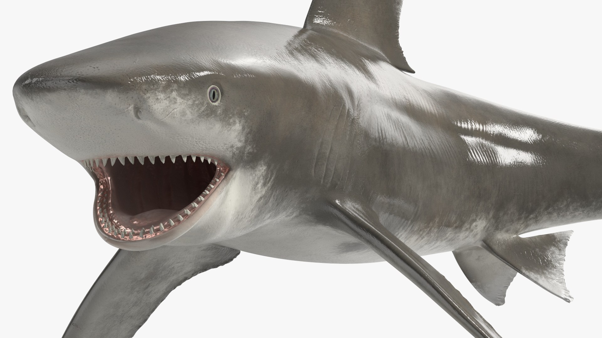 Oceanic Whitetip Shark or Carcharhinus Longimanus 3D model https://p.turbosquid.com/ts-thumb/Bk/drmVwT/Xk/oceanicwhitetipsharkorcarcharhinuslongimanus3dsmodel015/jpg/1723097972/1920x1080/fit_q87/fc8e1ebd09ae91b9216500294c14807592b4d0da/oceanicwhitetipsharkorcarcharhinuslongimanus3dsmodel015.jpg