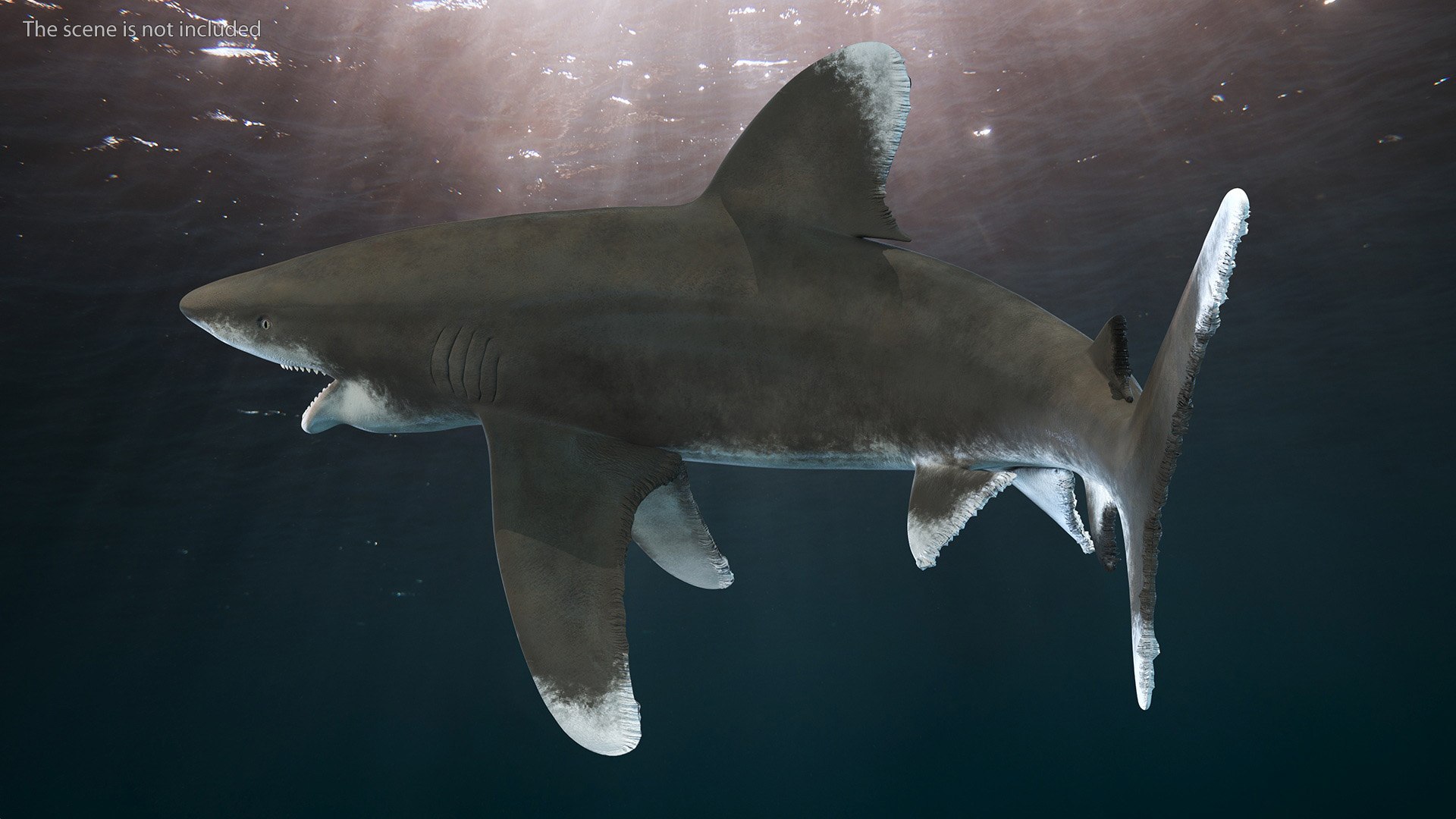 Oceanic Whitetip Shark or Carcharhinus Longimanus 3D model https://p.turbosquid.com/ts-thumb/Bk/drmVwT/by/oceanicwhitetipsharkorcarcharhinuslongimanus3dsmodel004/jpg/1723097923/1920x1080/fit_q87/94e9b7e5d9efaef107e0c3f956e39997e97325ea/oceanicwhitetipsharkorcarcharhinuslongimanus3dsmodel004.jpg