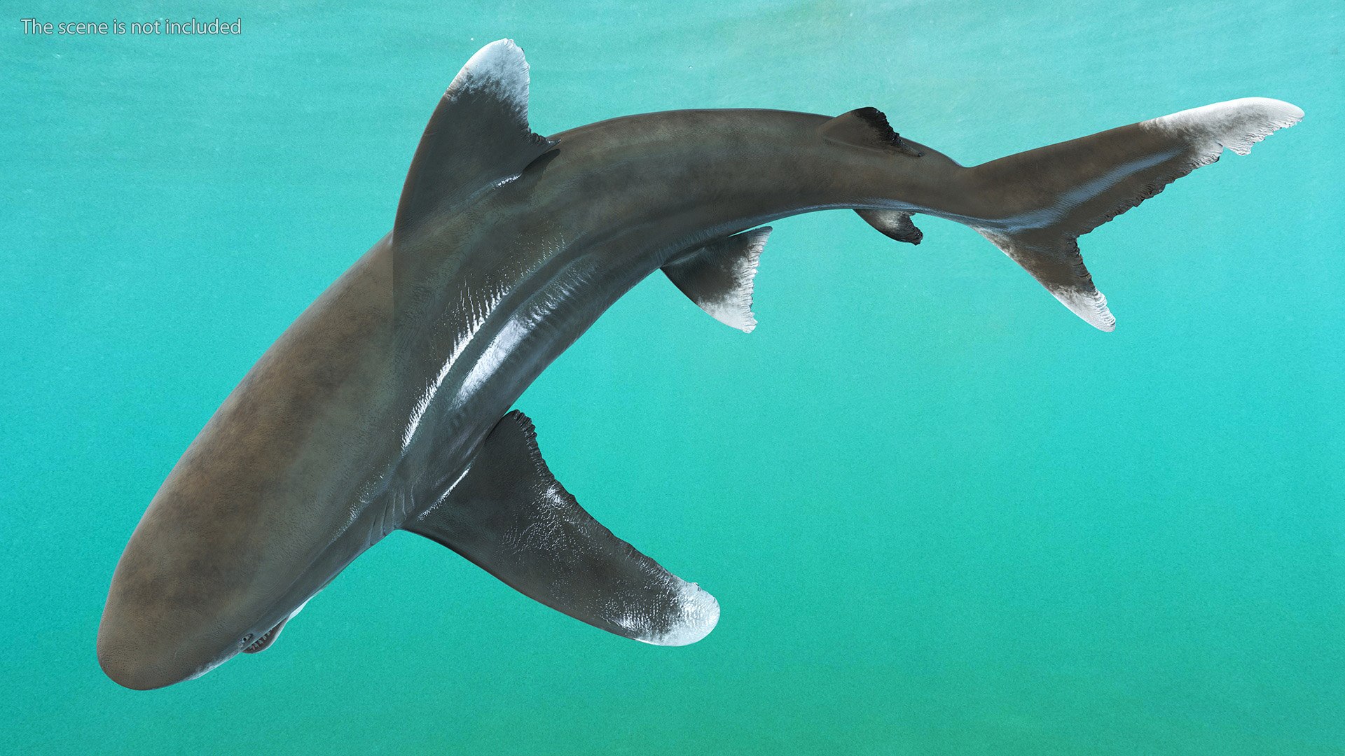 Oceanic Whitetip Shark or Carcharhinus Longimanus 3D model https://p.turbosquid.com/ts-thumb/Bk/drmVwT/ck/oceanicwhitetipsharkorcarcharhinuslongimanus3dsmodel006/jpg/1723097933/1920x1080/fit_q87/04e2b78856b0472d98acd38d51ffcf7b9f708ee8/oceanicwhitetipsharkorcarcharhinuslongimanus3dsmodel006.jpg