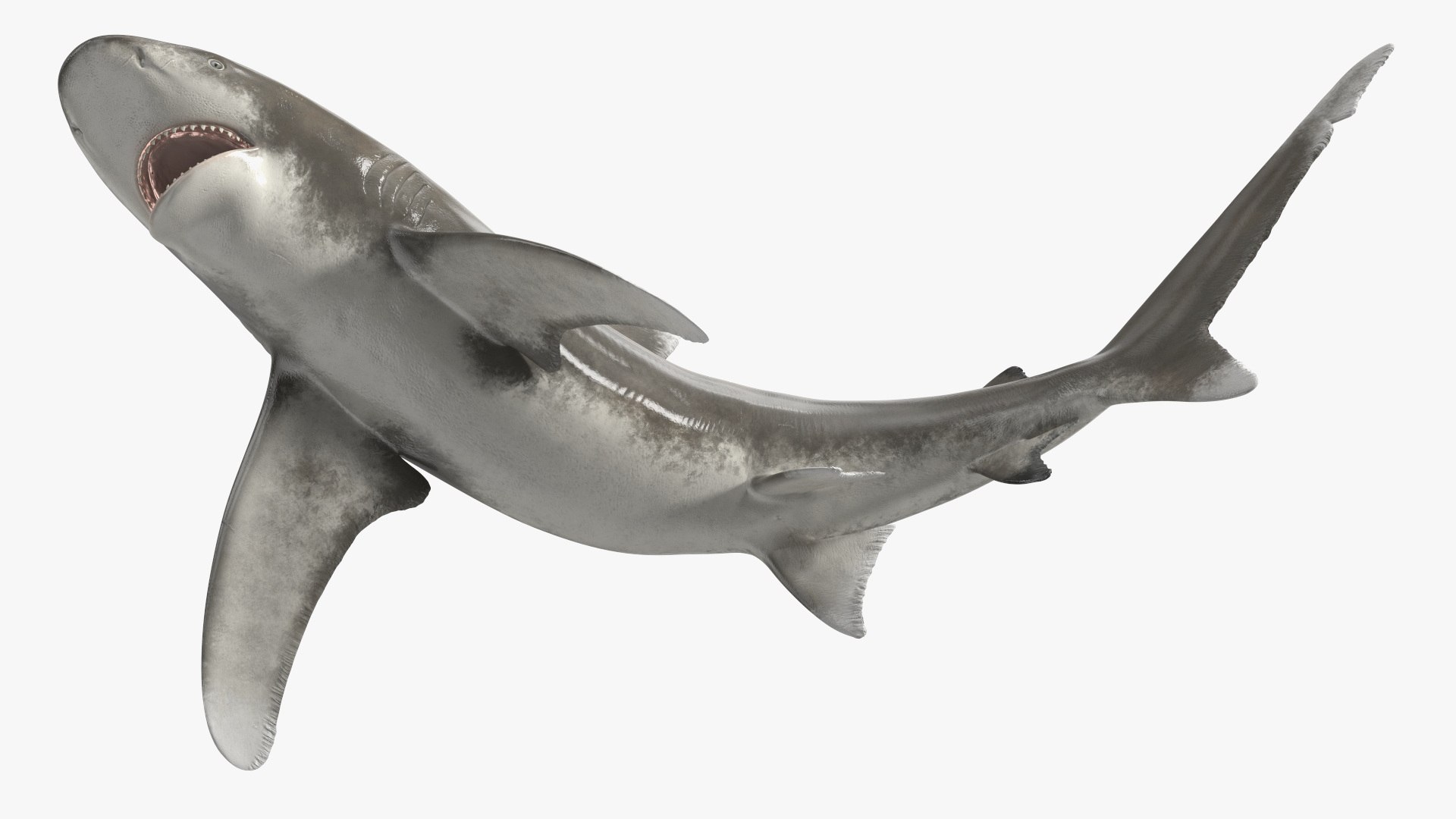 Oceanic Whitetip Shark or Carcharhinus Longimanus 3D model https://p.turbosquid.com/ts-thumb/Bk/drmVwT/e0/oceanicwhitetipsharkorcarcharhinuslongimanus3dsmodel013/jpg/1723097964/1920x1080/fit_q87/b54d42939ab65f89347a8af2ce53b08812d0b8f7/oceanicwhitetipsharkorcarcharhinuslongimanus3dsmodel013.jpg