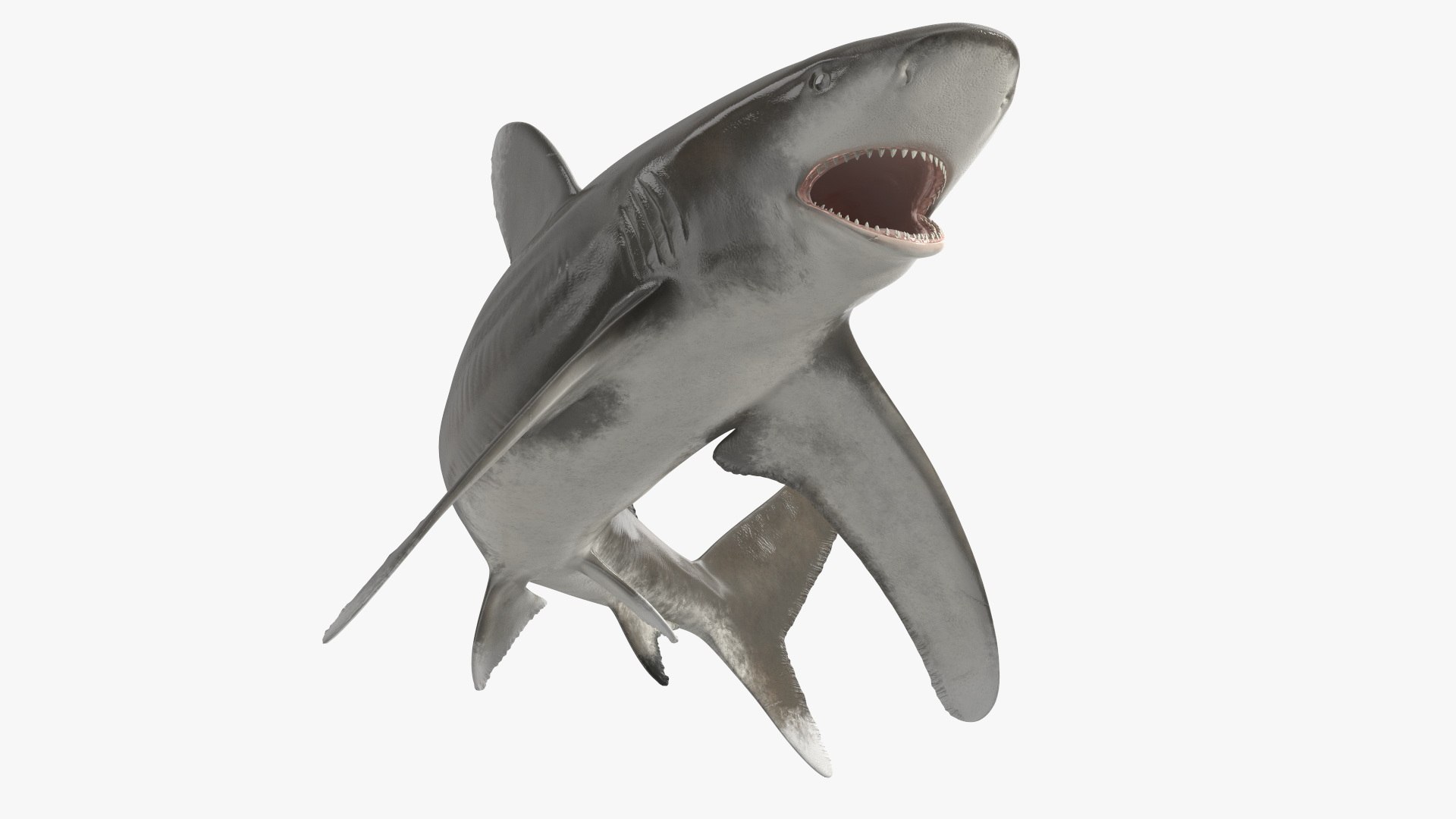 Oceanic Whitetip Shark or Carcharhinus Longimanus 3D model preview