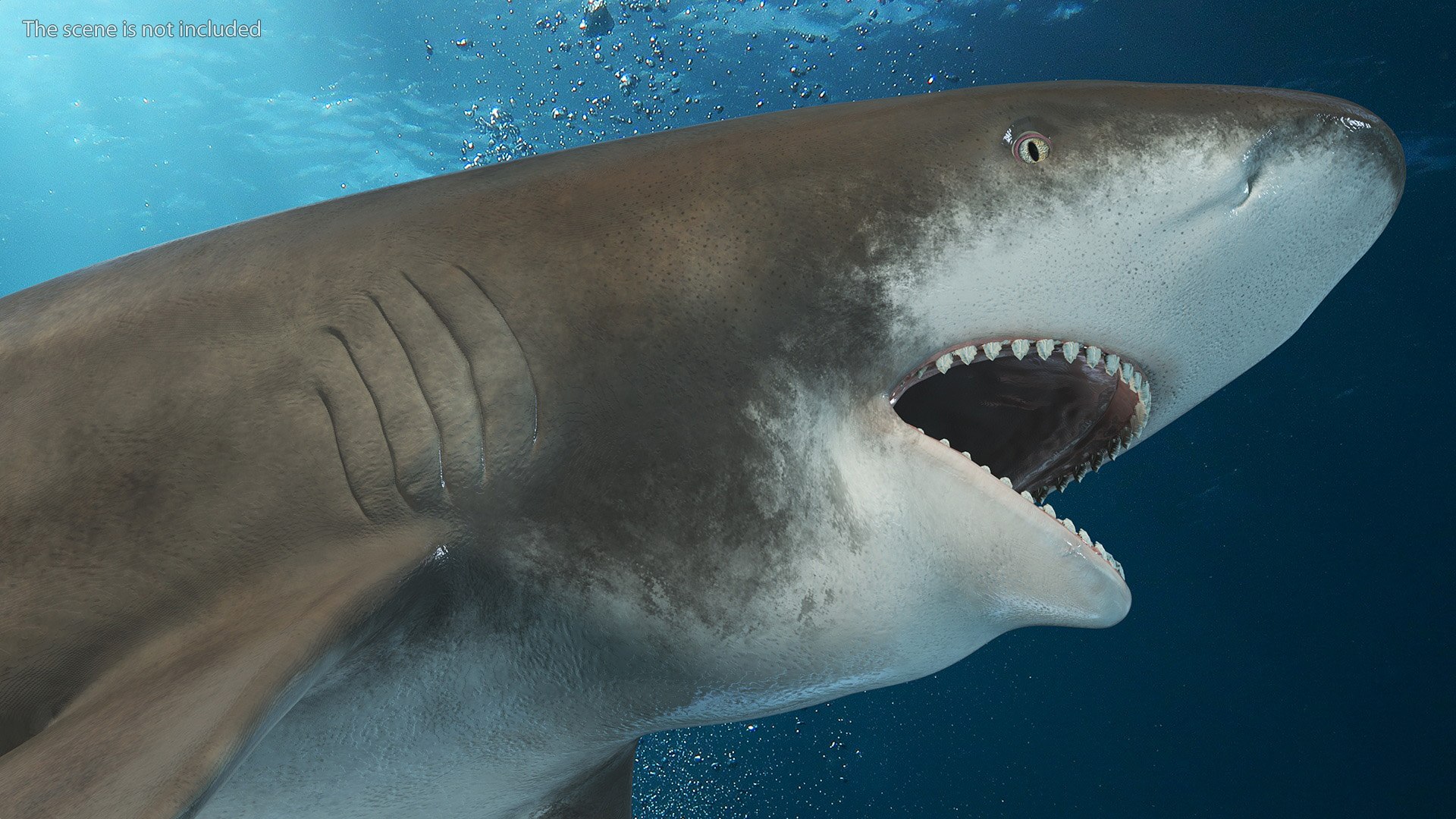 Oceanic Whitetip Shark or Carcharhinus Longimanus 3D model https://p.turbosquid.com/ts-thumb/Bk/drmVwT/sI/oceanicwhitetipsharkorcarcharhinuslongimanus3dsmodel007/jpg/1723097936/1920x1080/fit_q87/7429984be0796118c8ad327337d7d75e114cae92/oceanicwhitetipsharkorcarcharhinuslongimanus3dsmodel007.jpg