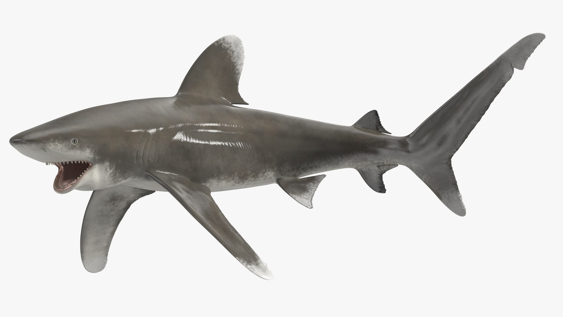 Oceanic Whitetip Shark or Carcharhinus Longimanus 3D model https://p.turbosquid.com/ts-thumb/Bk/drmVwT/w9/oceanicwhitetipsharkorcarcharhinuslongimanus3dsmodel010/jpg/1723097950/1920x1080/fit_q87/0c200fcccc0ebd1527f18d3a62ed75dcd6eebf21/oceanicwhitetipsharkorcarcharhinuslongimanus3dsmodel010.jpg