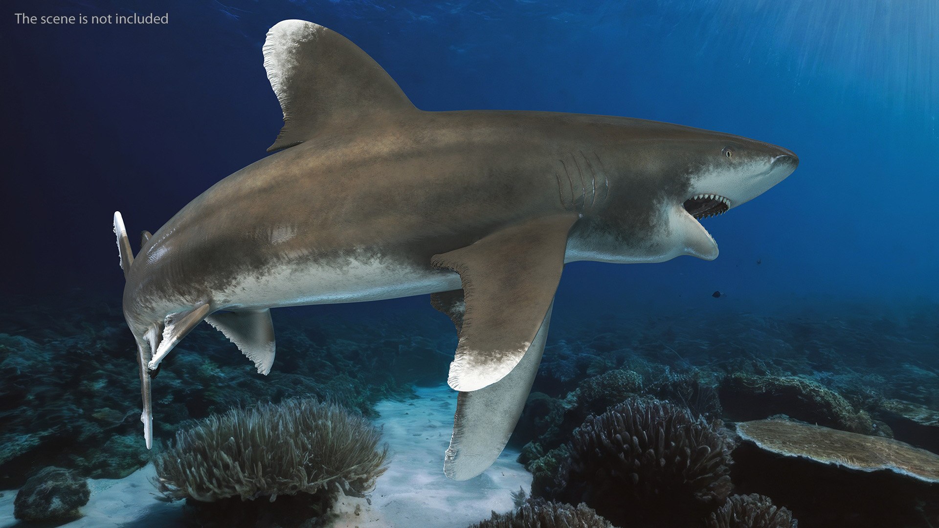Oceanic Whitetip Shark or Carcharhinus Longimanus 3D model https://p.turbosquid.com/ts-thumb/Bk/drmVwT/zR/oceanicwhitetipsharkorcarcharhinuslongimanus3dsmodel003/jpg/1723097919/1920x1080/fit_q87/04ff97000b7fb4a43e2022cede2dbcc1c23a92a4/oceanicwhitetipsharkorcarcharhinuslongimanus3dsmodel003.jpg