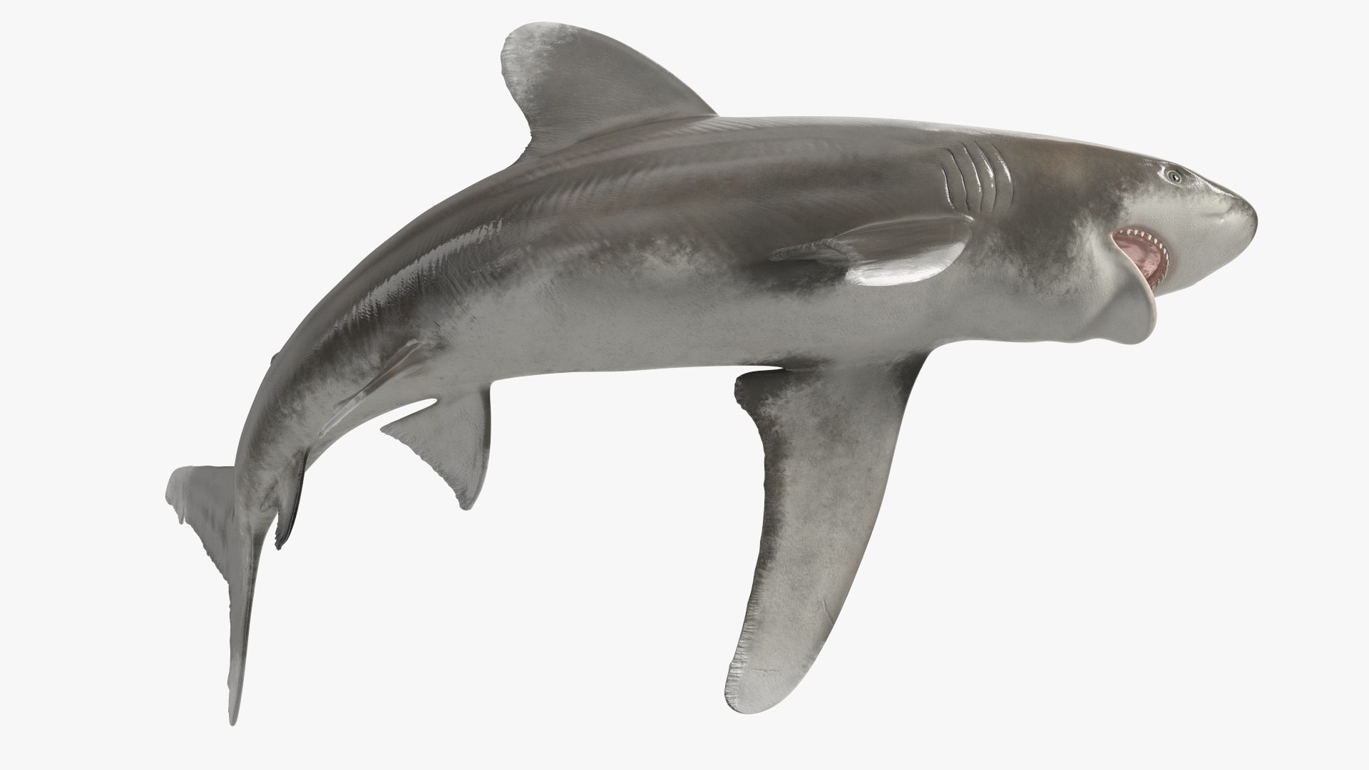 Oceanic Whitetip Shark or Carcharhinus Longimanus 3D model https://p.turbosquid.com/ts-thumb/Bk/drmVwT/zk/oceanicwhitetipsharkorcarcharhinuslongimanus3dsmodel012/jpg/1723097959/1920x1080/fit_q87/e7e12c2dc42129a5af1f08afb265486649b865bf/oceanicwhitetipsharkorcarcharhinuslongimanus3dsmodel012.jpg