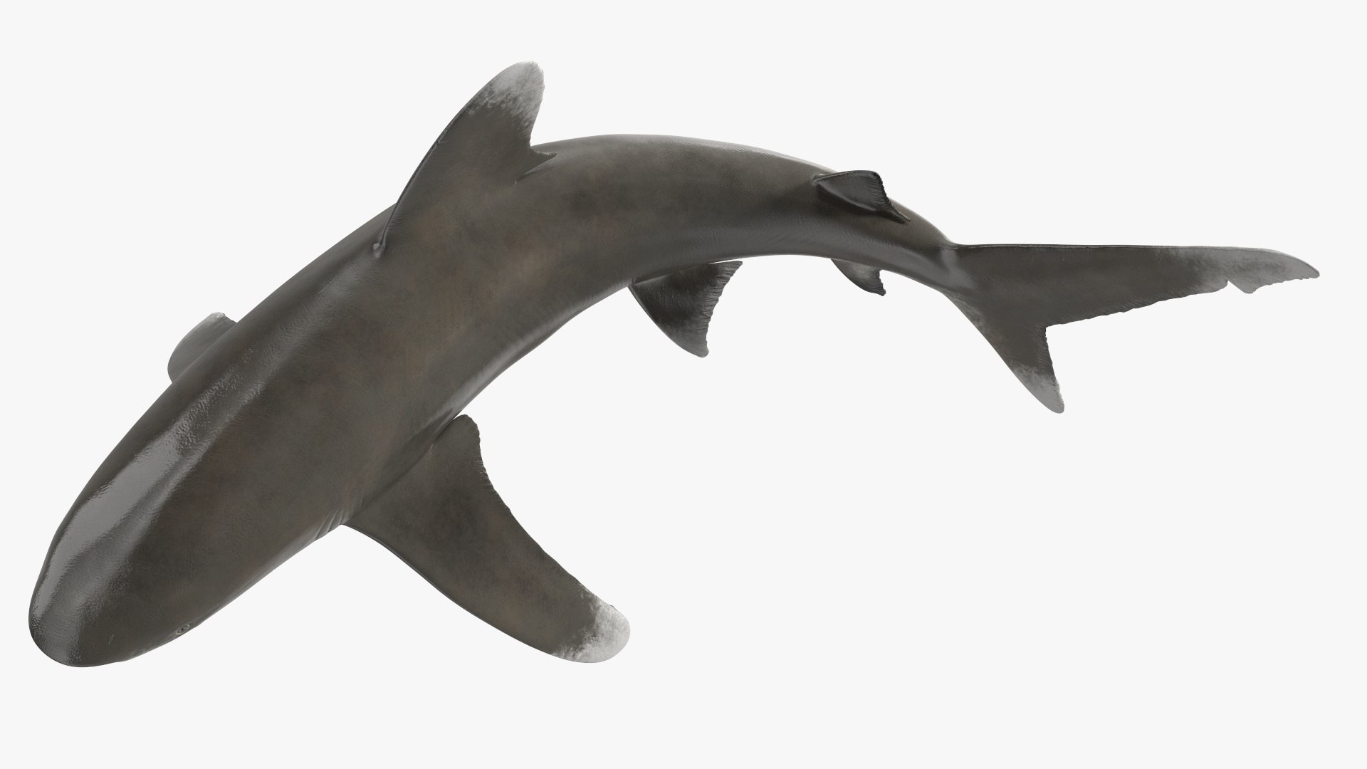 Oceanic Whitetip Shark or Carcharhinus Longimanus 3D model https://p.turbosquid.com/ts-thumb/Bk/drmVwT/zr/oceanicwhitetipsharkorcarcharhinuslongimanus3dsmodel014/jpg/1723097967/1920x1080/fit_q87/e6f728ae2657a5fa8b5ba6c049ae84eadf4c3480/oceanicwhitetipsharkorcarcharhinuslongimanus3dsmodel014.jpg
