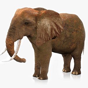3D african elephant brown l257 model