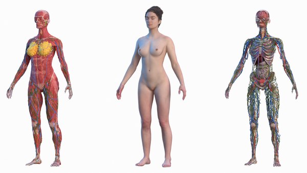 Pele de anatomia corporal feminina completa Modelo 3D - TurboSquid 1611039