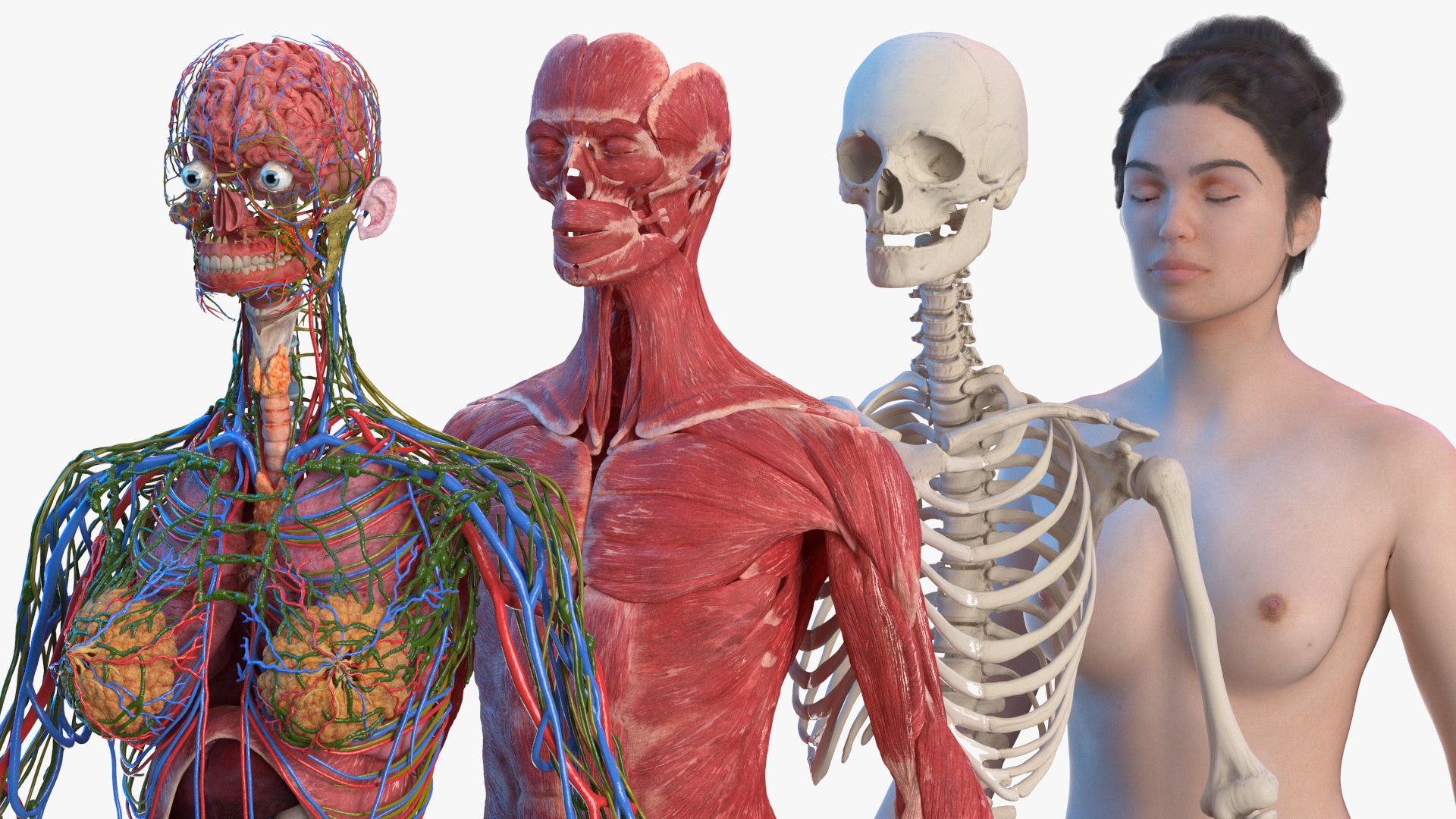 Female Human Body Organs Diagram