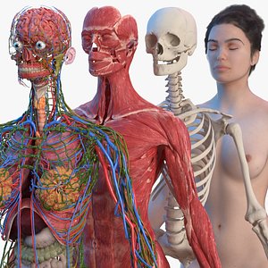 3D complete female body anatomy