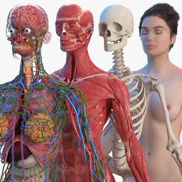 3D complete female body anatomy