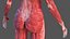 3D complete female body anatomy