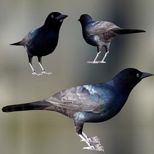 BoattailedGrackleMale