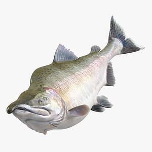 3ds pink salmon swiming pose