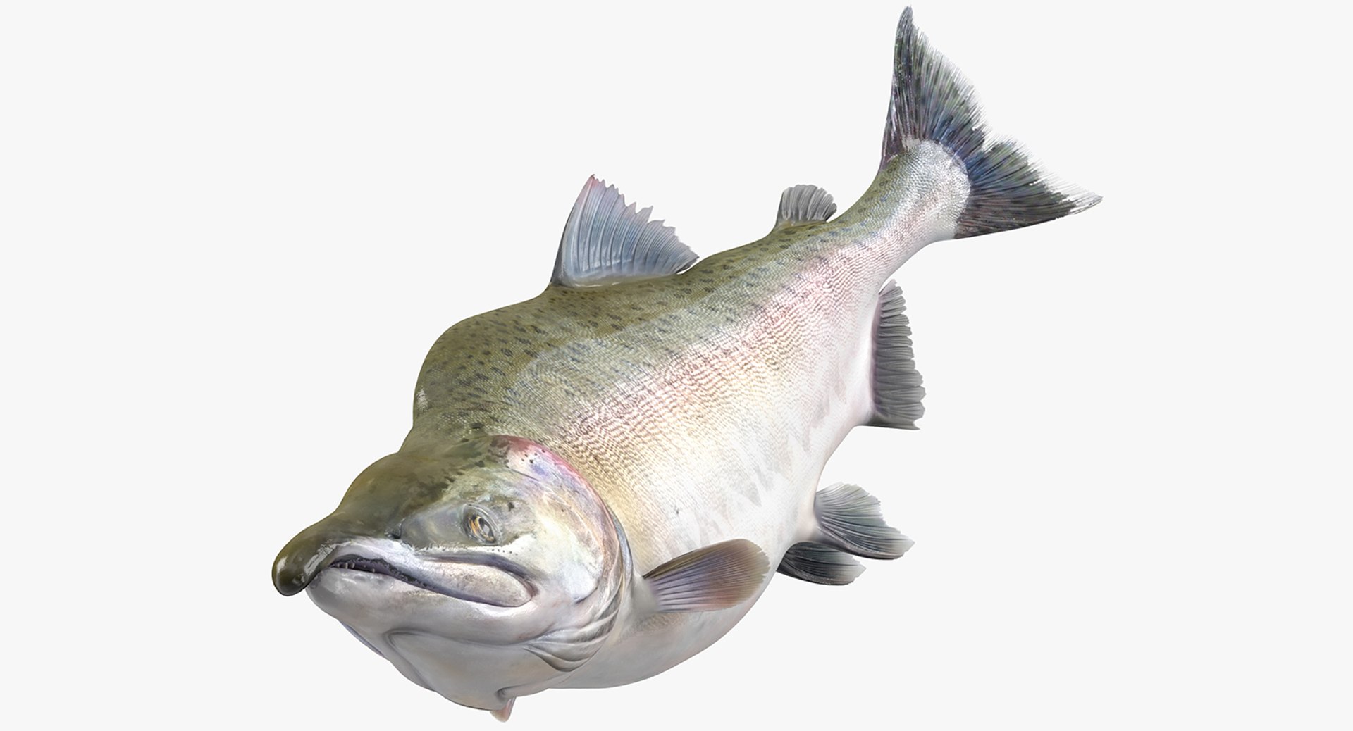 Pink Salmon Swiming Pose 3D Model 3D model preview
