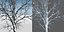 Onze arbres pour Archviz