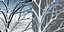 Onze arbres pour Archviz