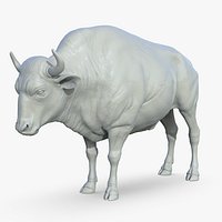 Bison