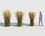 reed grass calamagrostis model