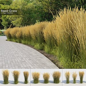 Calamagrostis Grass (+GrowFX)