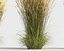 reed grass calamagrostis model