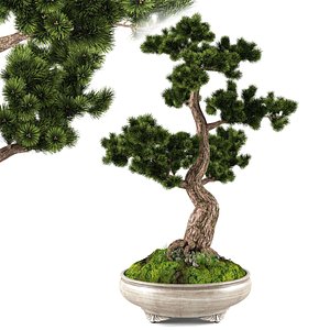 Bonsai Pinus Sylvestris Tree 02 3D model