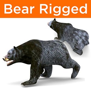 3D model bear rigged