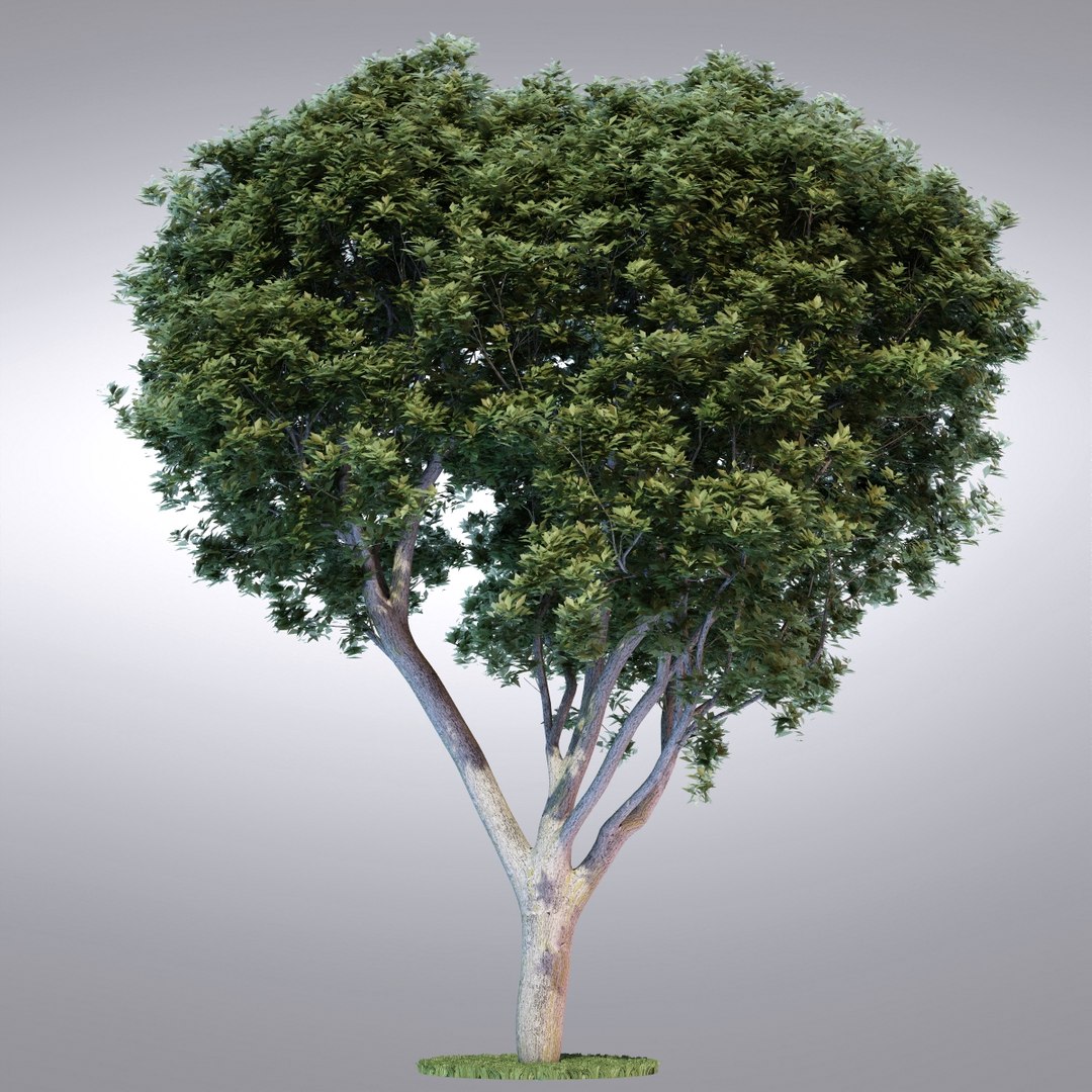 Hi Realistic Series Tree 3d Max