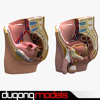 Male & Female Pelvis Section