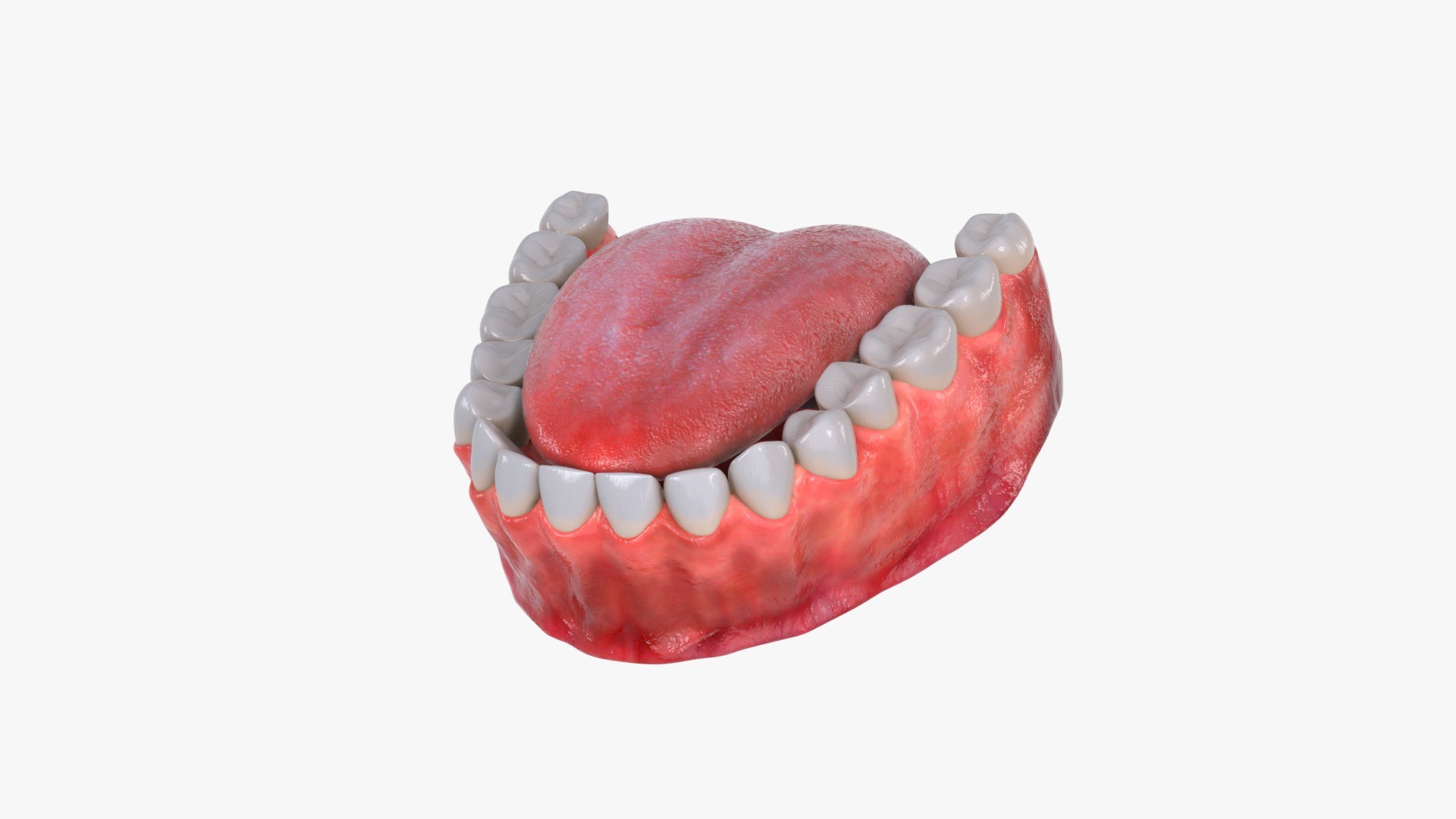 3D model Human Lower Jaw with Teeth https://p.turbosquid.com/ts-thumb/Bl/WwT0Ca/7p/human_lower_jaw_with_teeth_main_pr_f_0098/jpg/1766087076/1920x1080/fit_q87/22665a27b1f5c6b07f2e45deb26e9c37f76febea/human_lower_jaw_with_teeth_main_pr_f_0098.jpg