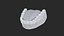 Human Lower Jaw with Teeth