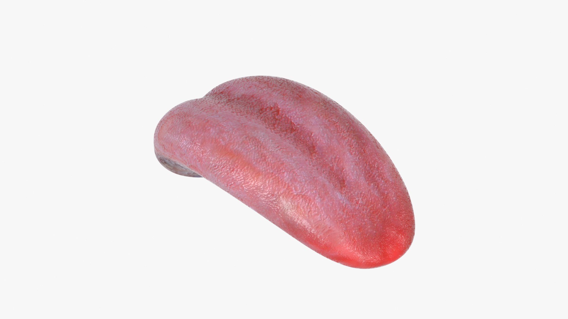 3D model Human Lower Jaw with Teeth https://p.turbosquid.com/ts-thumb/Bl/WwT0Ca/Ex/human_tongue_main_pr_f_0079/jpg/1766087391/1920x1080/fit_q87/2d176b30157ee9f0098a50c862356bc274c9530c/human_tongue_main_pr_f_0079.jpg