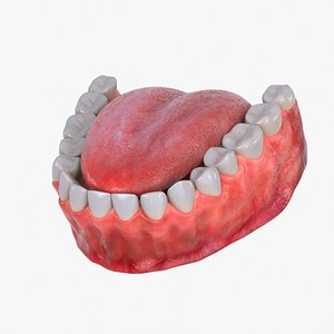 Human Lower Jaw with Teeth