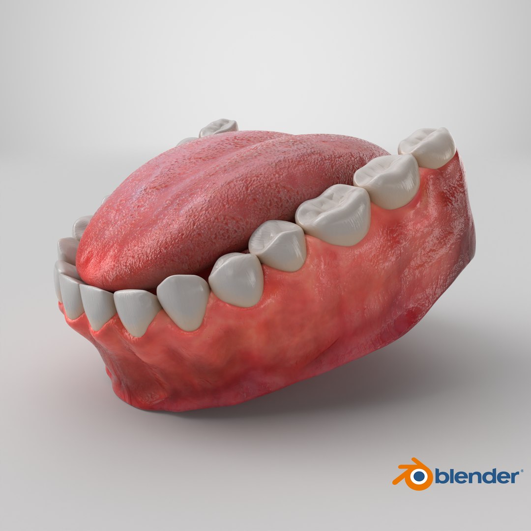3D model Human Lower Jaw with Teeth https://p.turbosquid.com/ts-thumb/Bl/WwT0Ca/an/stemcell_blender_cycles_render/png/1766183321/1920x1080/fit_q87/58d5b1386830da69aac2fef09eb1c41bea1d79ca/stemcell_blender_cycles_render.jpg