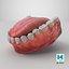 Human Lower Jaw with Teeth