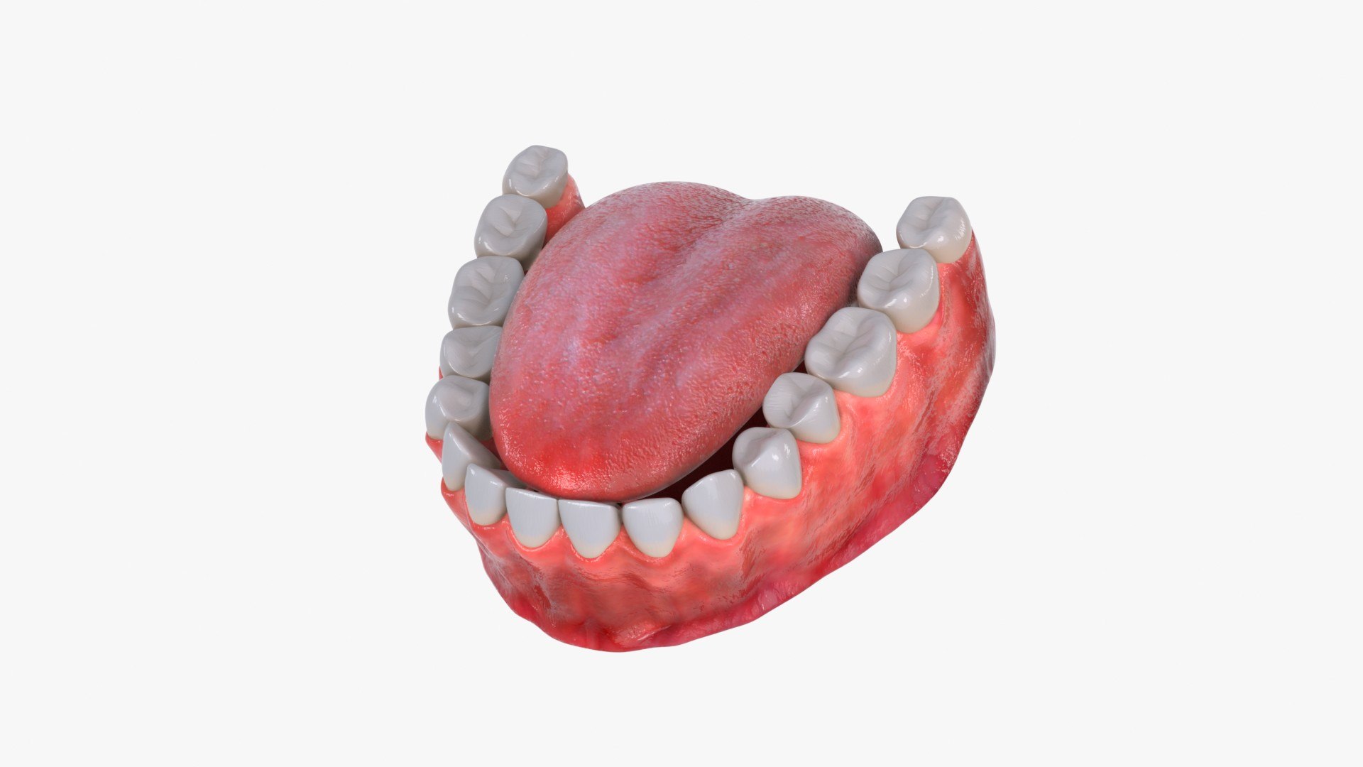 3D model Human Lower Jaw with Teeth https://p.turbosquid.com/ts-thumb/Bl/WwT0Ca/tn/human_lower_jaw_with_teeth_main_pr_f_0082/jpg/1766087079/1920x1080/fit_q87/f2e7f832c1822d604db80b3df7876d1cc2397017/human_lower_jaw_with_teeth_main_pr_f_0082.jpg