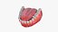 Human Lower Jaw with Teeth