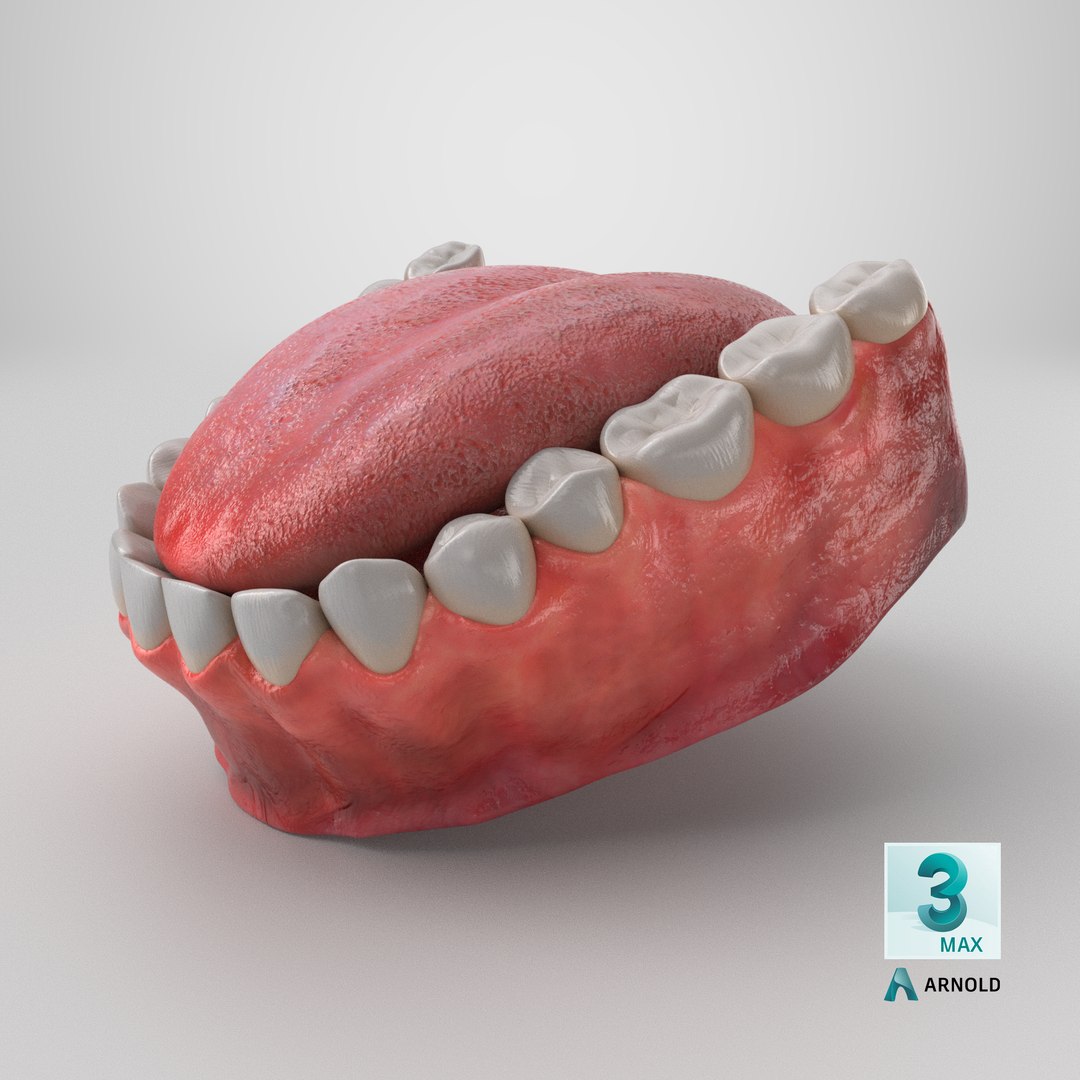 3D model Human Lower Jaw with Teeth https://p.turbosquid.com/ts-thumb/Bl/WwT0Ca/y9/stemcell_max_arnold_render/png/1766183328/1920x1080/fit_q87/4e08b862fc2fb5634d5e90cc9893cb608f6b4253/stemcell_max_arnold_render.jpg