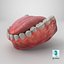 Human Lower Jaw with Teeth