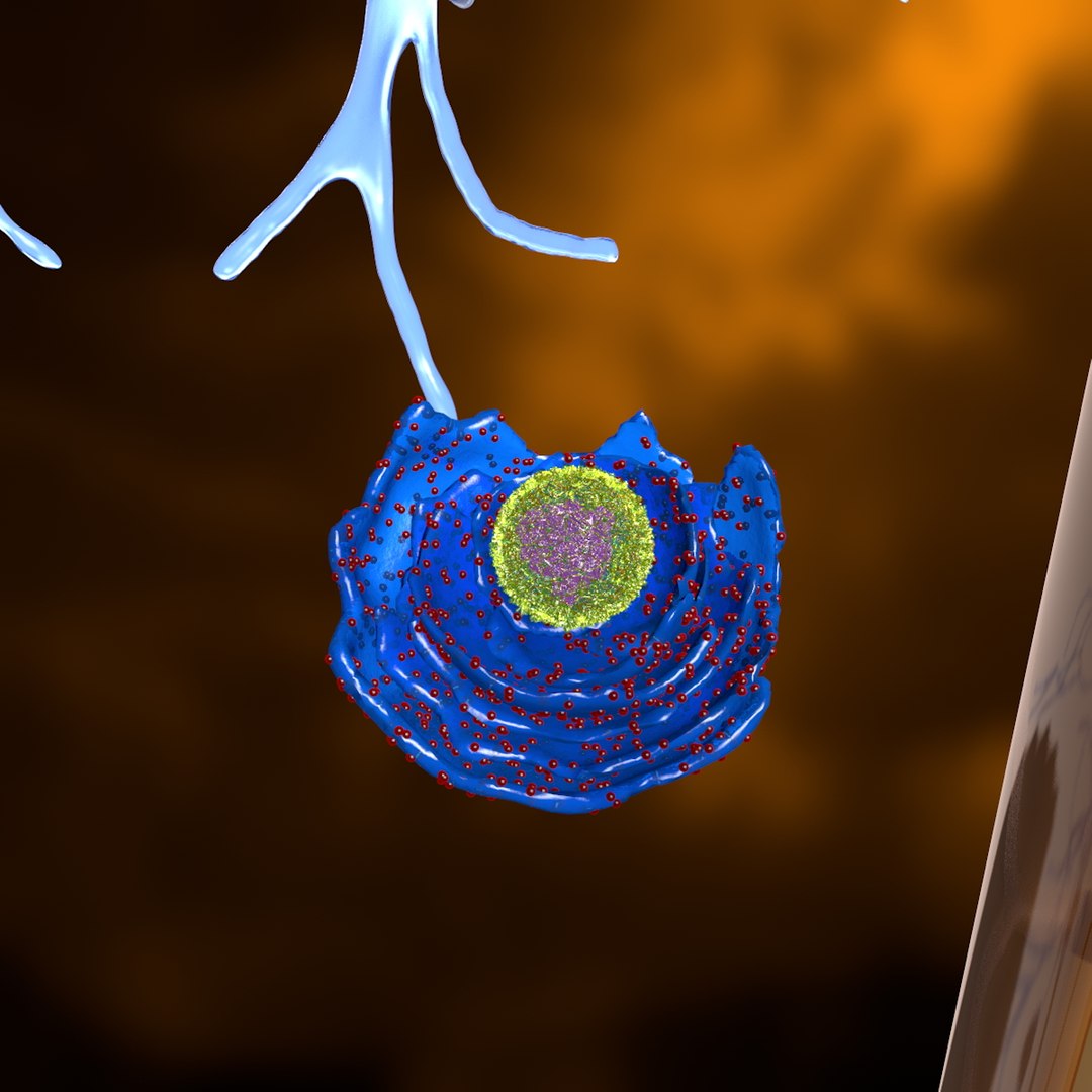 blood vessel astrocyte neuronal 3d model https://p.turbosquid.com/ts-thumb/Bl/YeWGdo/nzdWagbV/neuro05/jpg/1355138768/1920x1080/fit_q87/630efd210c4871738a3afe2a45fc5096b8ca45f9/neuro05.jpg