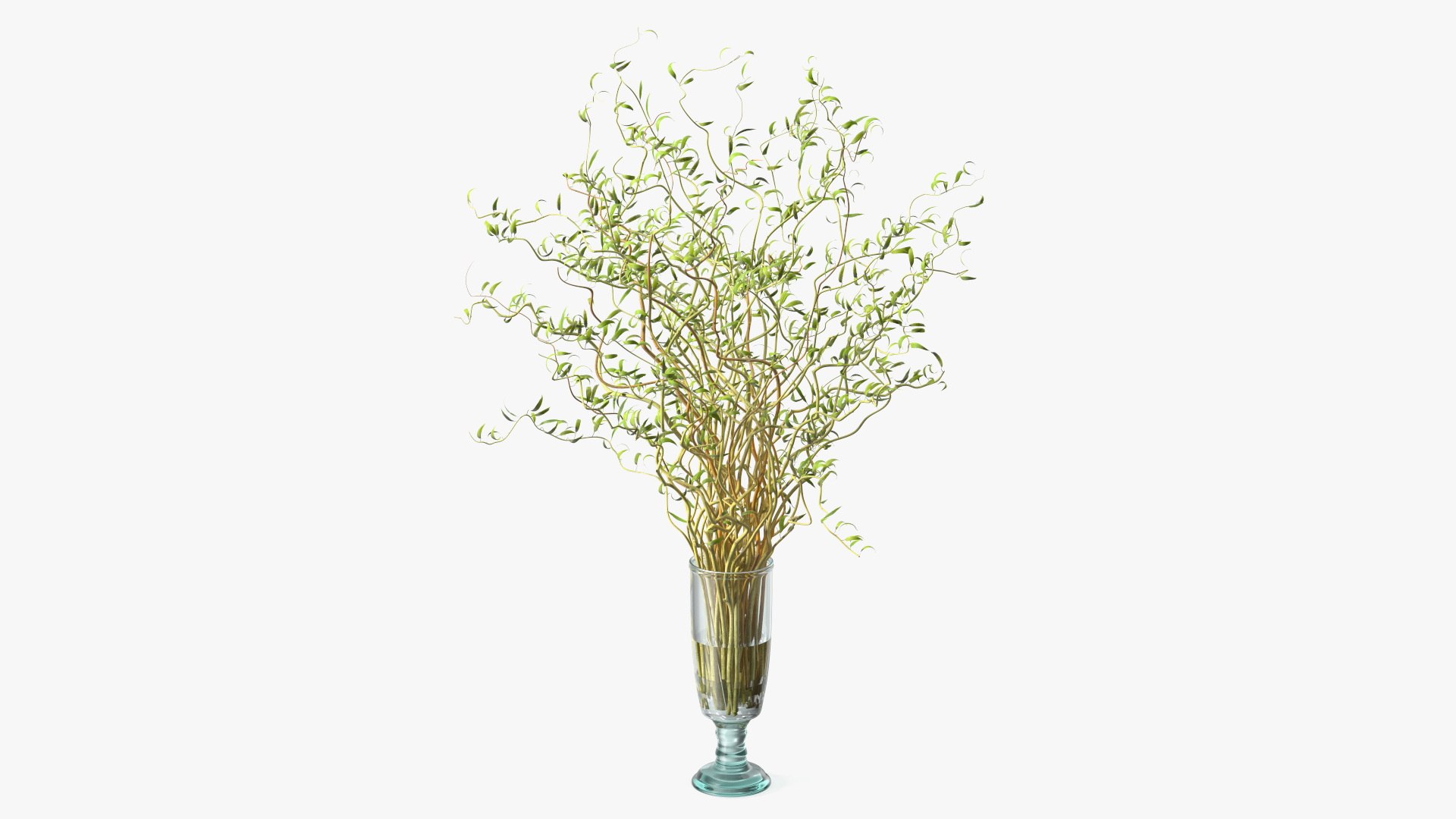 Curly Willow Branches with Leafs in Glass Vase 3D model preview