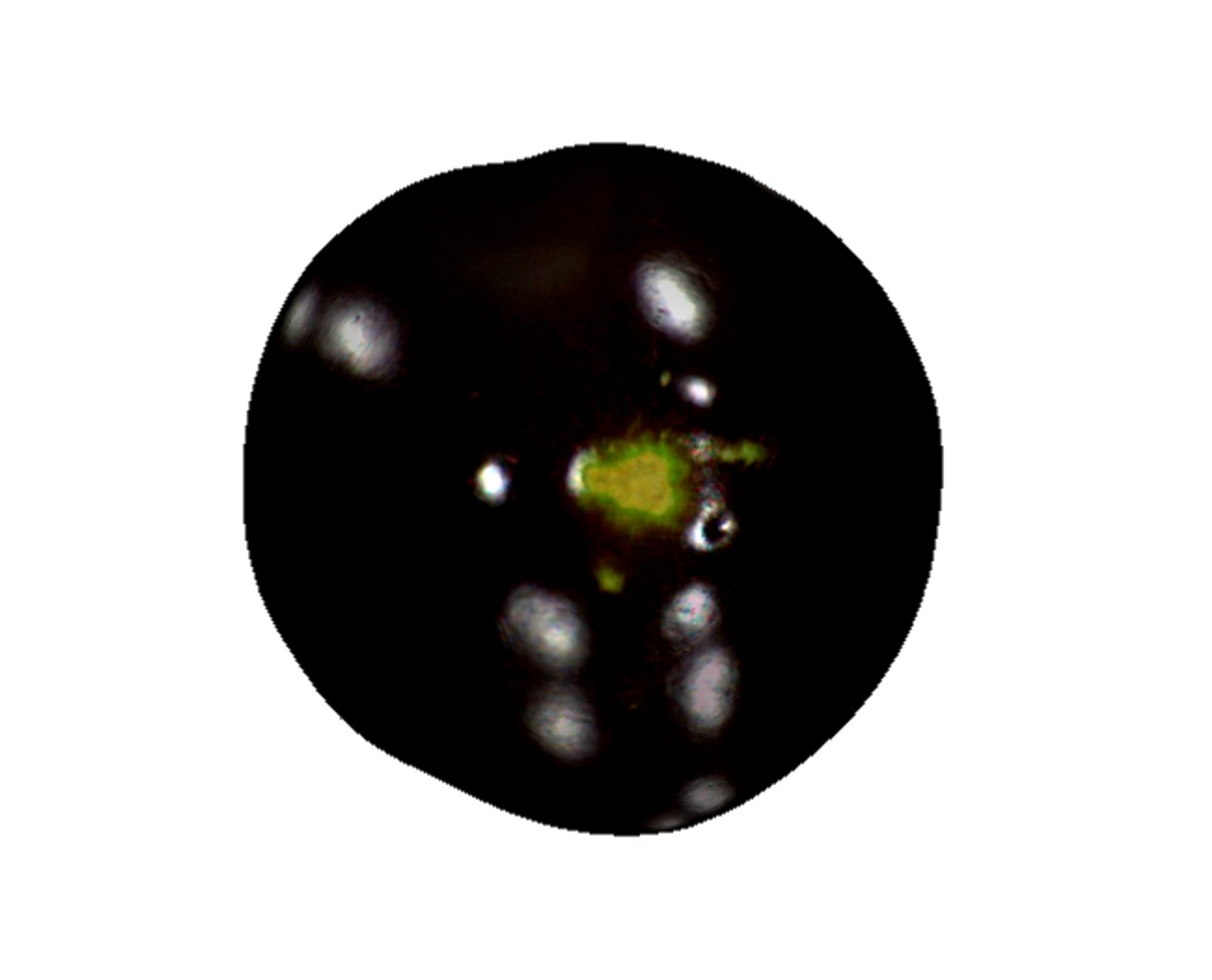eggplant 3D model https://p.turbosquid.com/ts-thumb/Bl/qClsTk/IePRkT15/5/png/1592312692/1920x1080/fit_q87/7a81690fa7ca2ab9066fc0e543881c16c04545bd/5.jpg