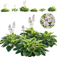 Hosta francee - Plantain lily