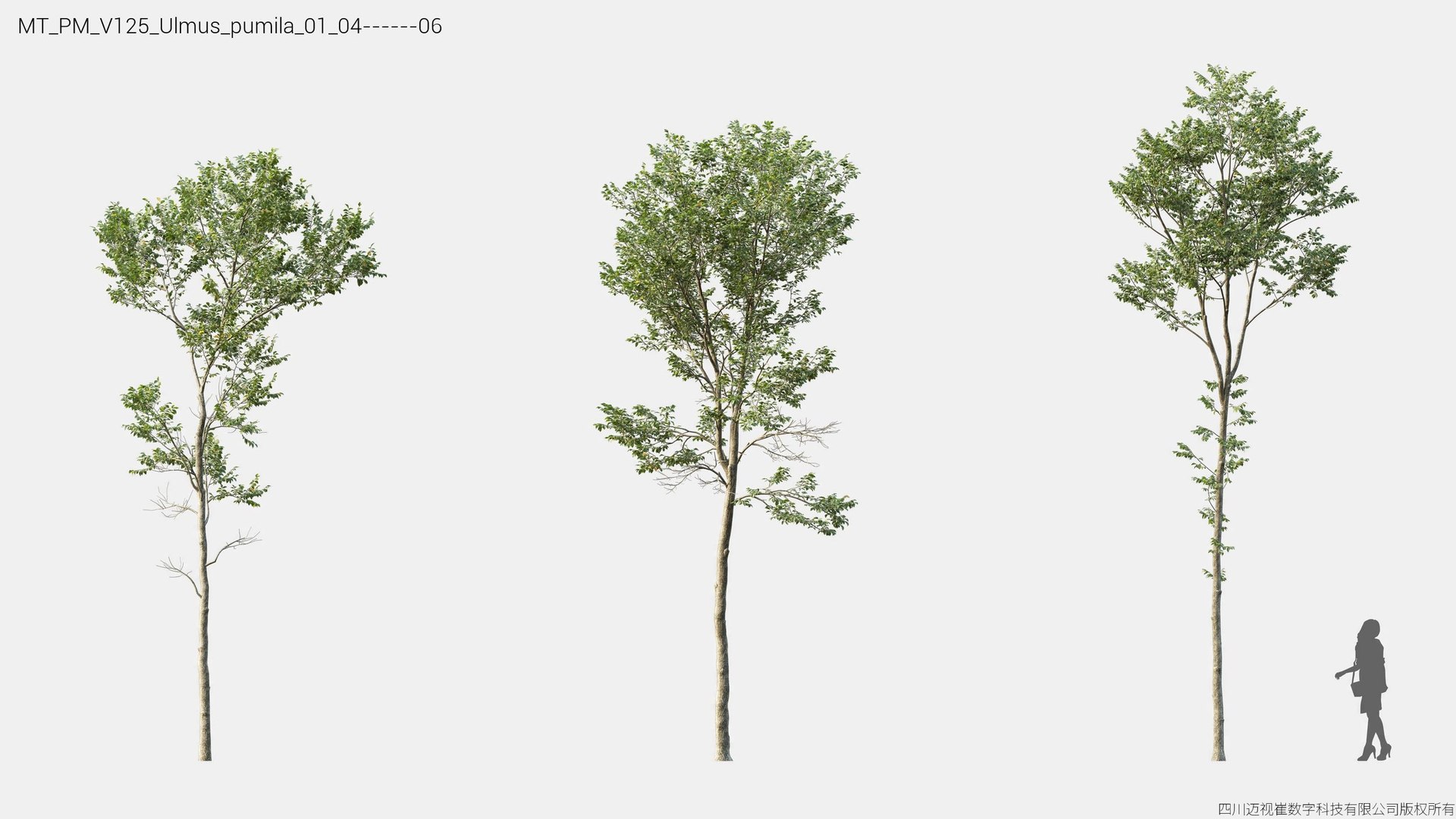 3D Plant Models Vol 125 - Mesh model https://p.turbosquid.com/ts-thumb/Bl/tVQpiv/8Z/mt_pm_v125_ulmus_pumila_01_0406/jpg/1788507418/1920x1080/fit_q87/c2c0e753810012aff22dcc17700f2f9842df5fe5/mt_pm_v125_ulmus_pumila_01_0406.jpg