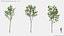 Modèles de plantes Vol 125 - Maillage