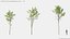 Modèles de plantes Vol 125 - Maillage