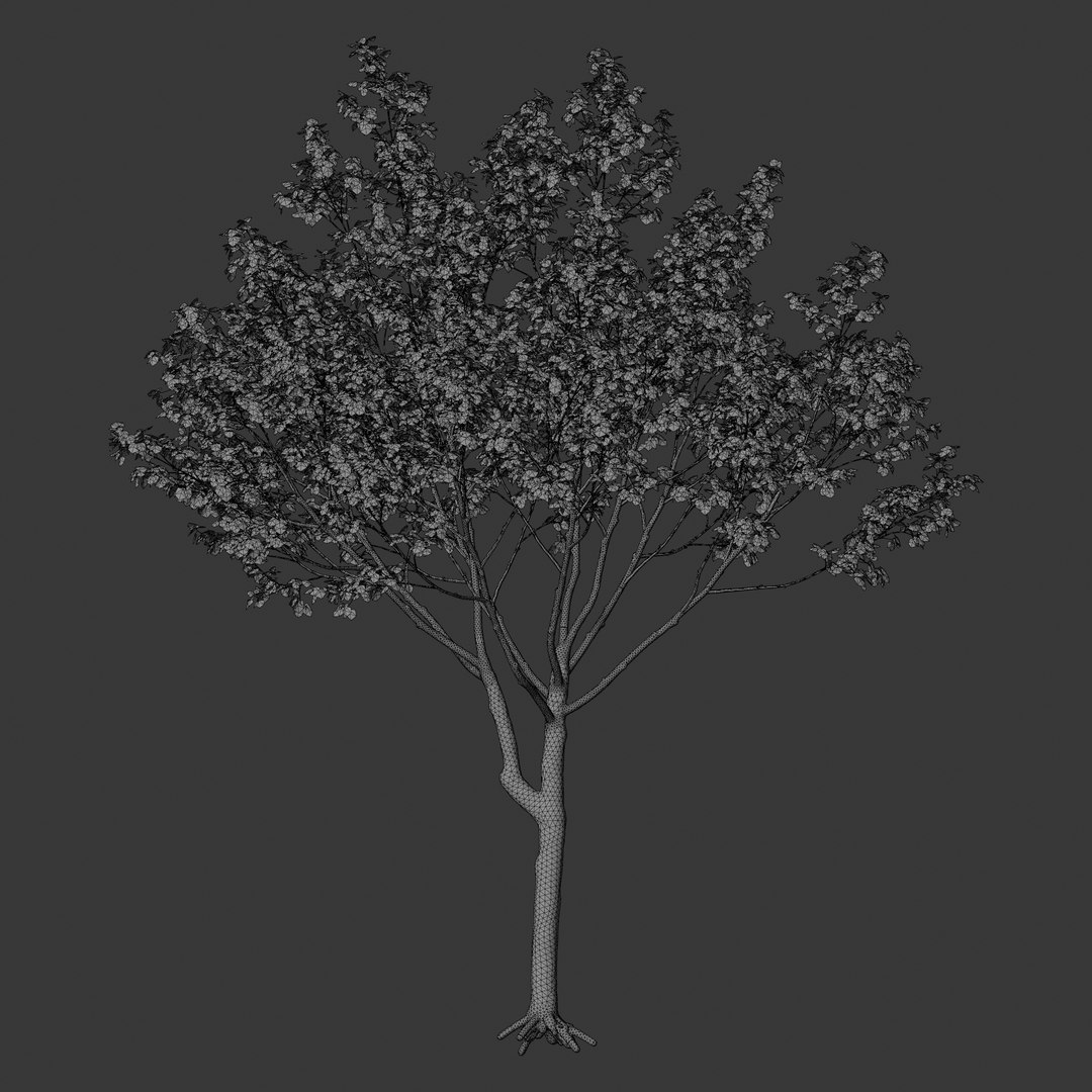 3D Plant Models Vol 125 - Mesh model https://p.turbosquid.com/ts-thumb/Bl/tVQpiv/ZI/mt_pm_v125_platanus_orientalis_01_01_wireframe_front/png/1788508894/1920x1080/fit_q87/6e3eceef27fa03b740f136885b73093680e4cce5/mt_pm_v125_platanus_orientalis_01_01_wireframe_front.jpg