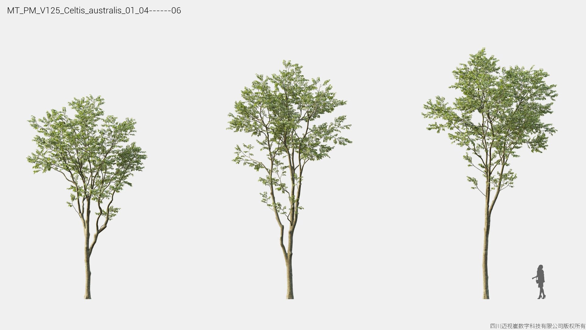 3D Plant Models Vol 125 - Mesh model https://p.turbosquid.com/ts-thumb/Bl/tVQpiv/bc/mt_pm_v125_celtis_australis_01_0406/jpg/1788507404/1920x1080/fit_q87/7102d8f10a15075fd44f5e0fc0186c9b71324f19/mt_pm_v125_celtis_australis_01_0406.jpg