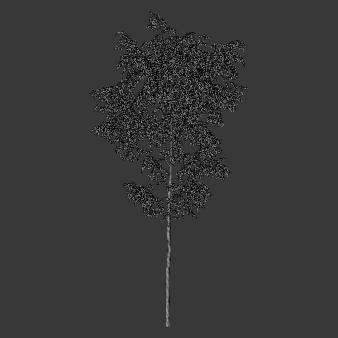 3D Plant Models Vol 125 - Mesh model https://p.turbosquid.com/ts-thumb/Bl/tVQpiv/eQ/mt_pm_v125_betula_pendula_01_01_wireframe_front/png/1788508858/1920x1080/fit_q87/c5e4ec53d0ba352d48e30ae76092ee213fa40e0d/mt_pm_v125_betula_pendula_01_01_wireframe_front.jpg